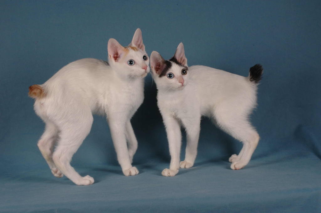 Two Japanese Bobtail Kittens Picture