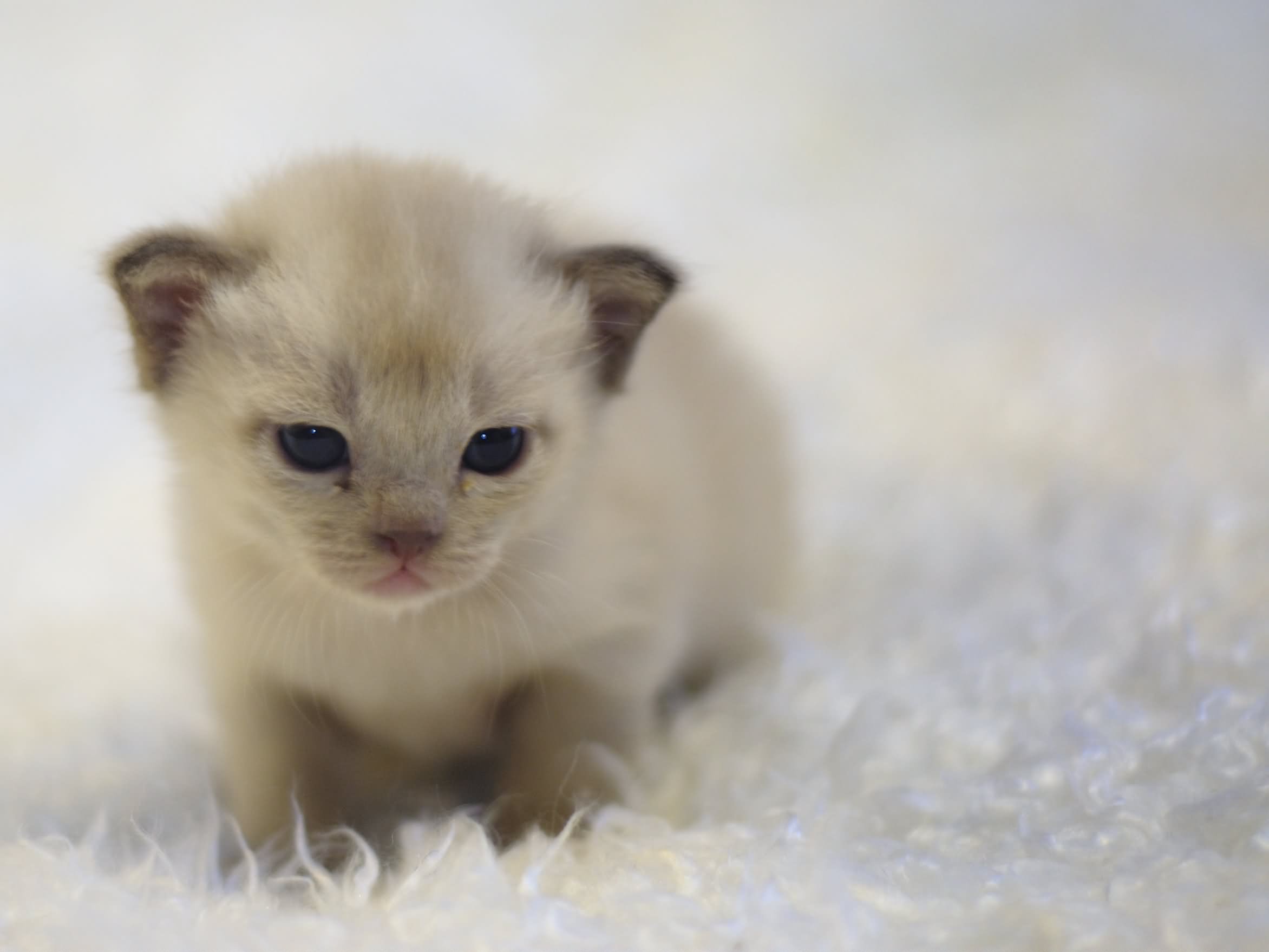Very Cute Little Burmese Kitten