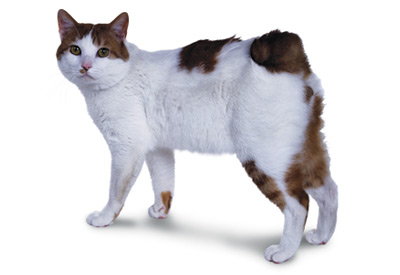 White And Brown Japanese Bobtail Cat