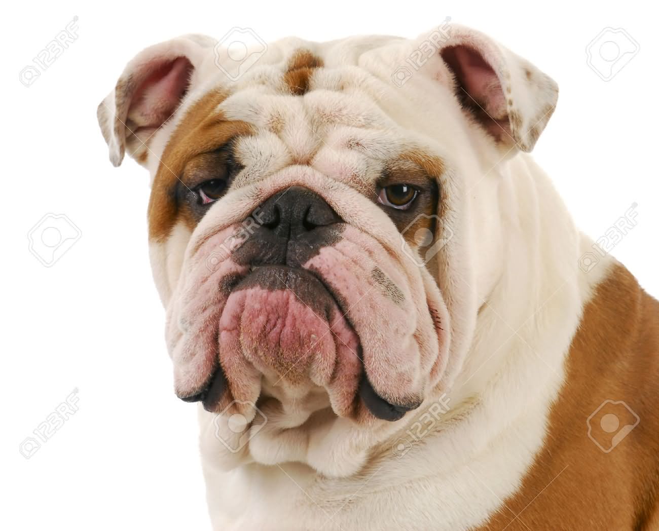 White And Fawn Bulldog Face Picture