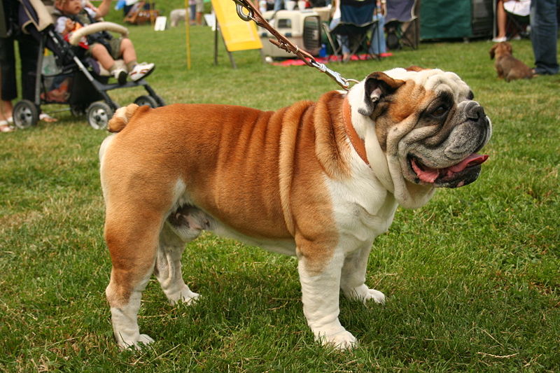 White And Fawn Bulldog In Dog Show