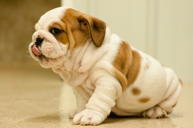 White And Fawn Bulldog Puppy