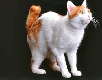 White And Orange Japanese Bobtail Cat