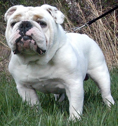 White Bulldog In Lawn