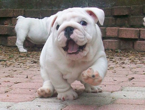 White Bulldog Puppy Funny Face