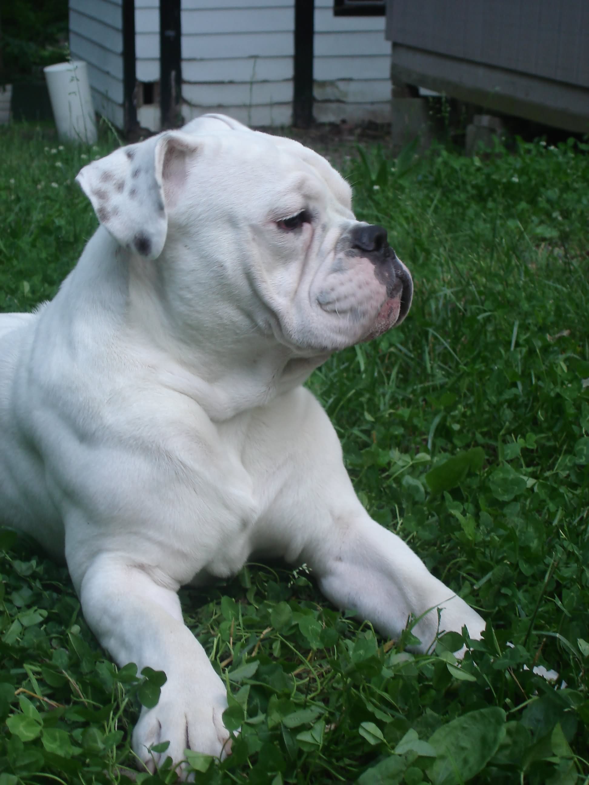 White Bulldog Sitting On Grass