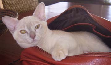 White Burmese Cat Sitting In Bag