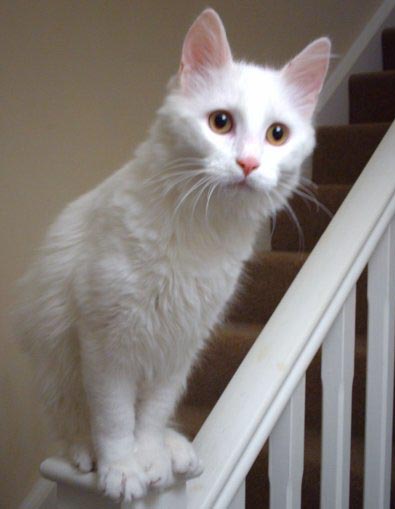 White Burmese Cat Sitting On Stairs Picture