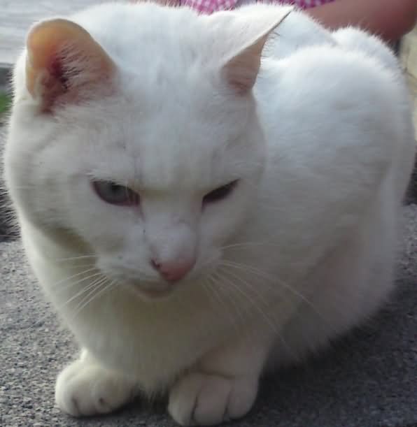 White Burmese Cat Sitting