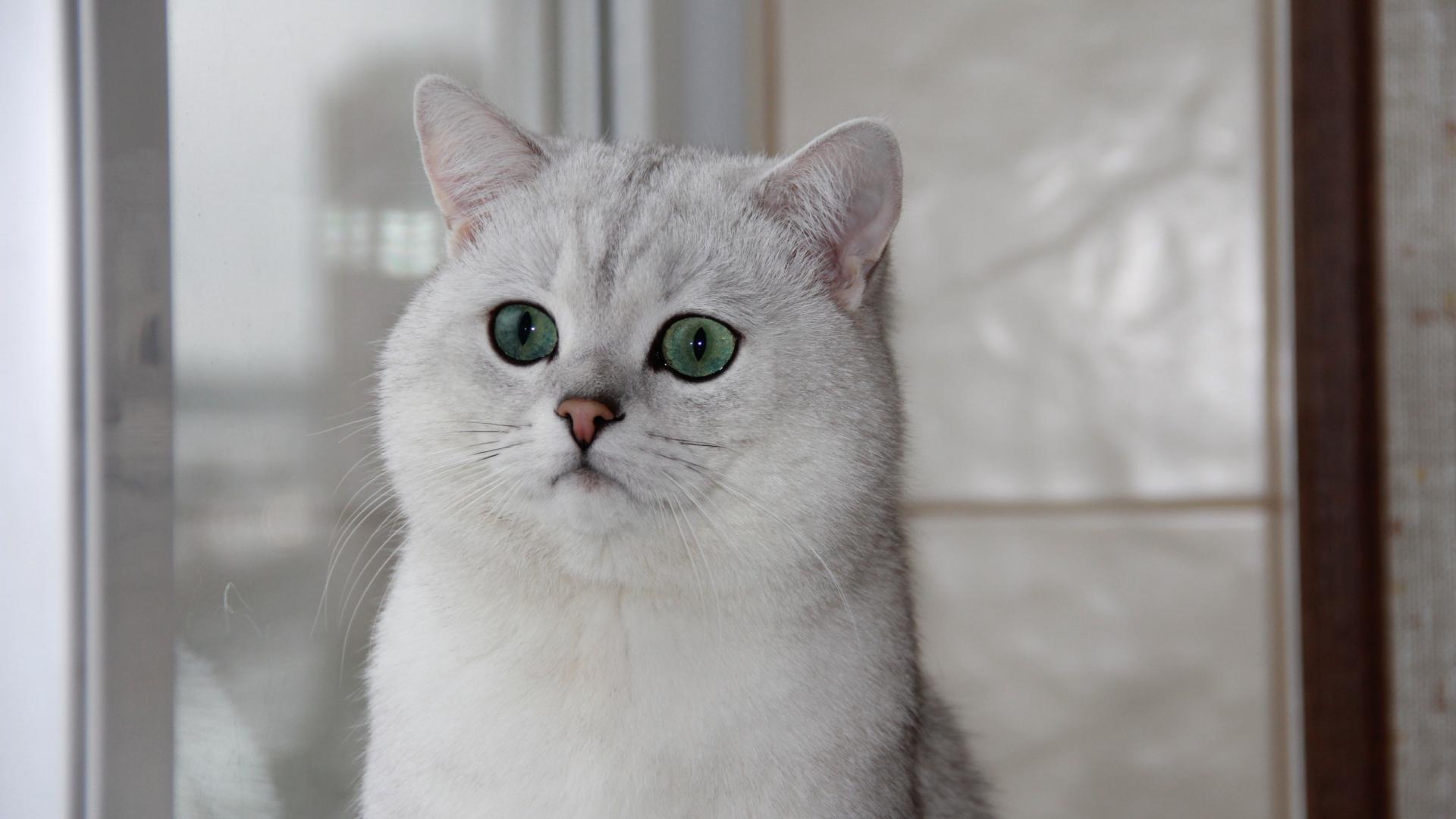 White Burmese Fluffy Cat Face