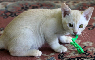 White Burmese Kitten Playing With Toy
