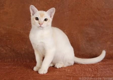 White Burmese Kitten