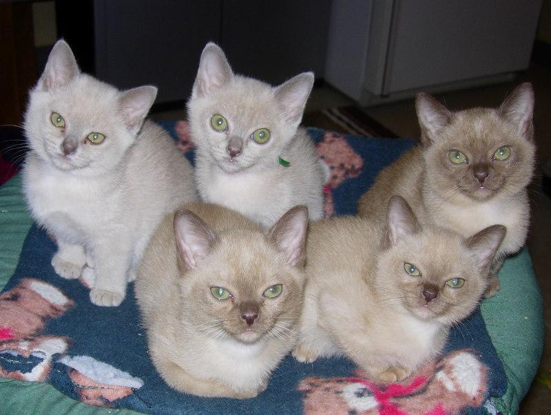White Burmese Kittens