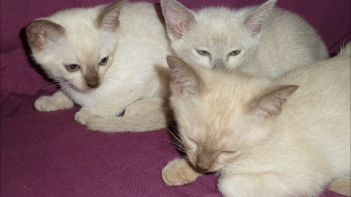 White Cute Burmese Kittens