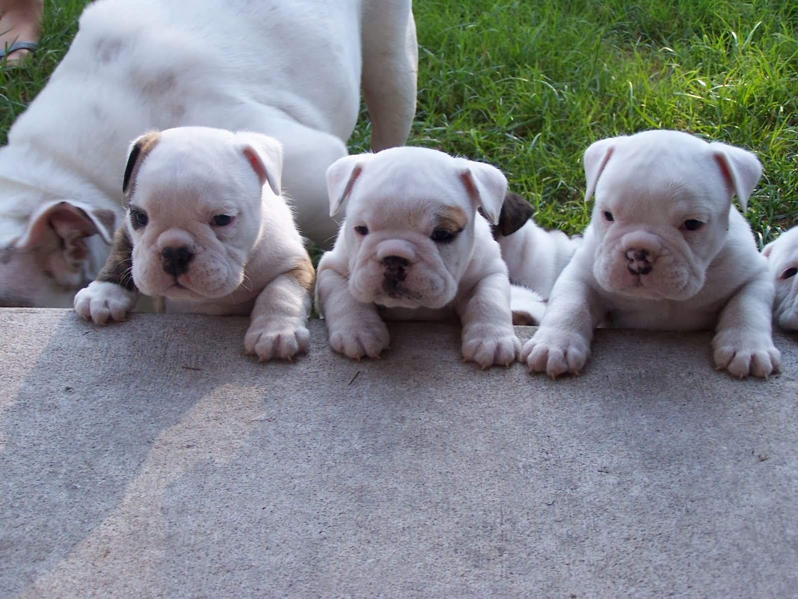 White Cute Three Bulldog Puppies