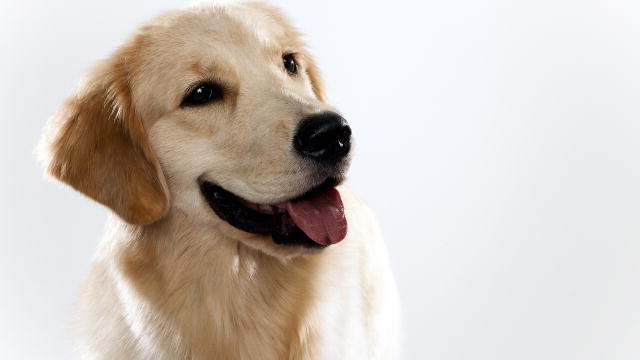 White Golden Retriever Dog Face
