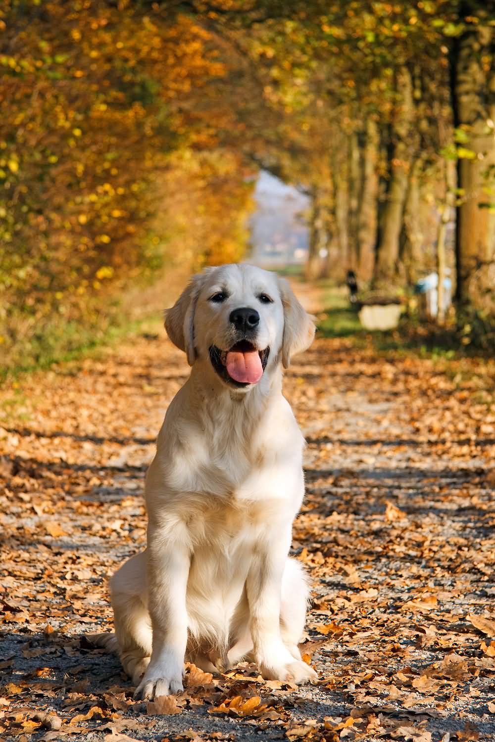 White Golden Retriever Dog On Autumn Leaves