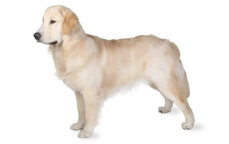 White Golden Retriever Dog Picture