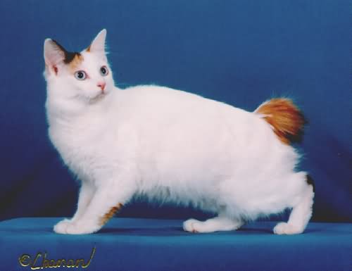White Hairy Japanese Bobtail Cat