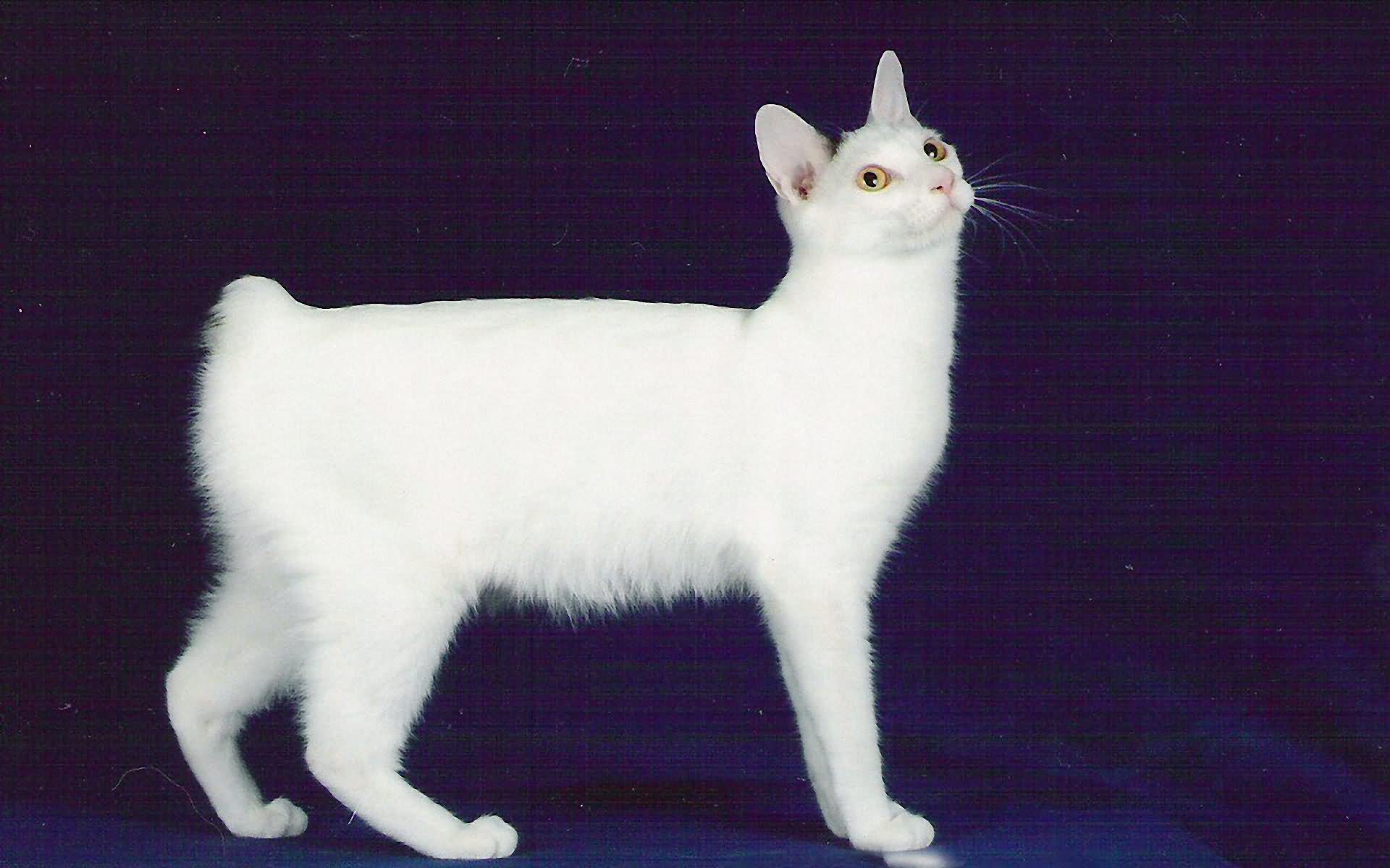 White Japanese Bobtail Cat Image