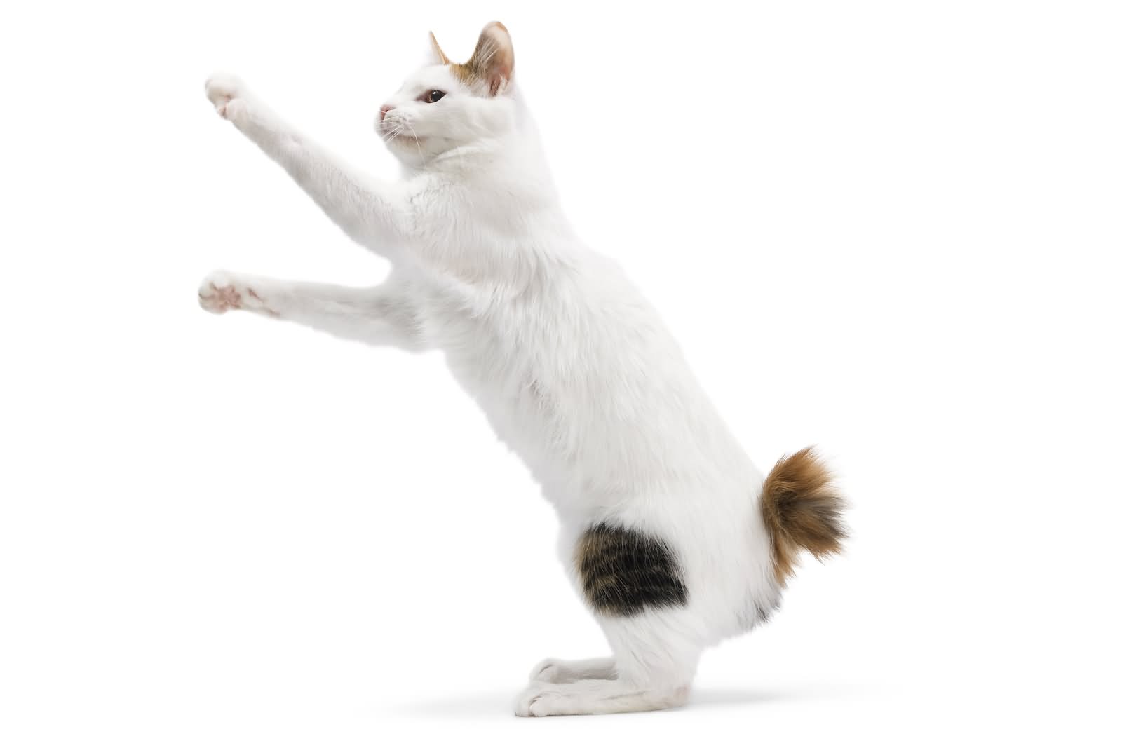 White Japanese Bobtail Cat Jumping