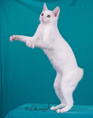 White Japanese Bobtail Cat Jumping
