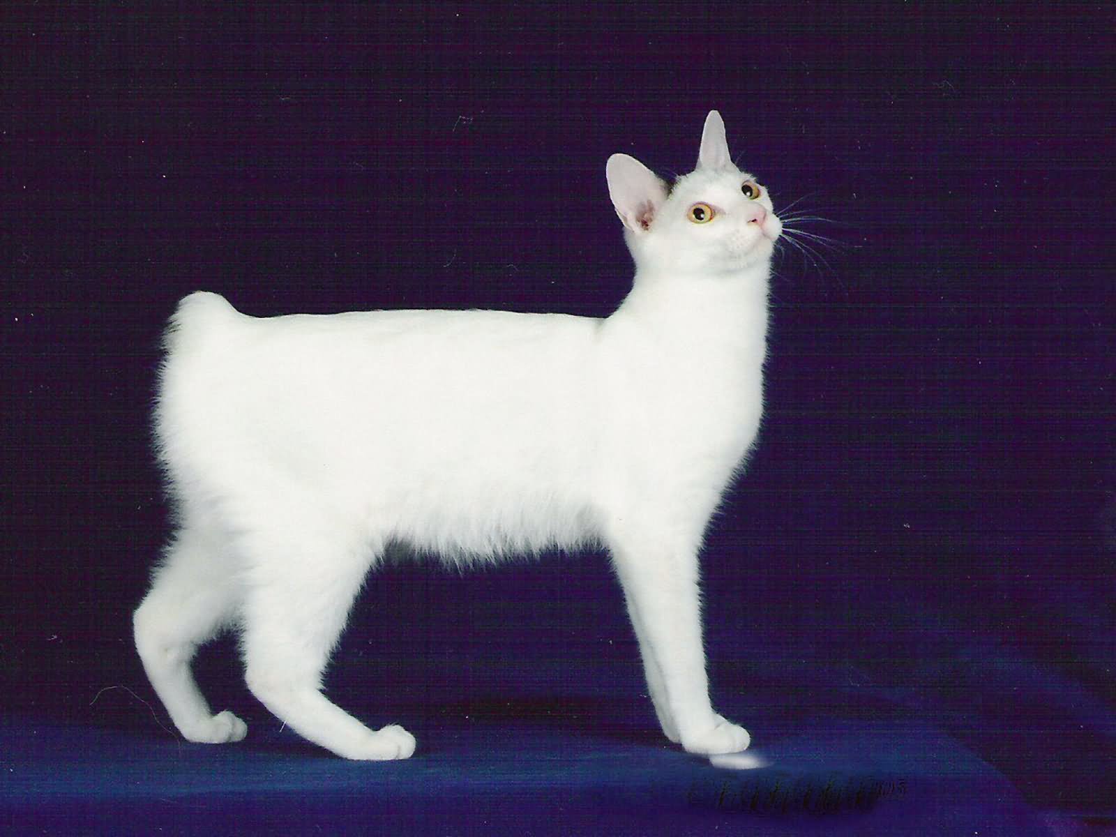White Japanese Bobtail Cat Looking Up Picture