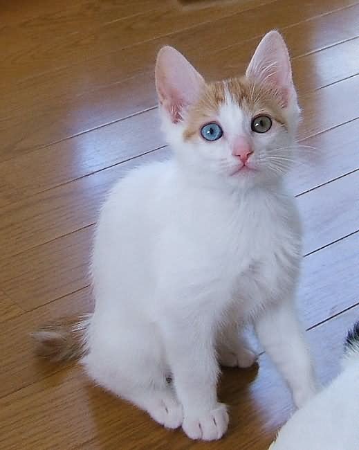 White Japanese Bobtail Cat Looking Up