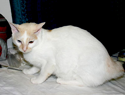White Japanese Bobtail Cat Sitting On Bed