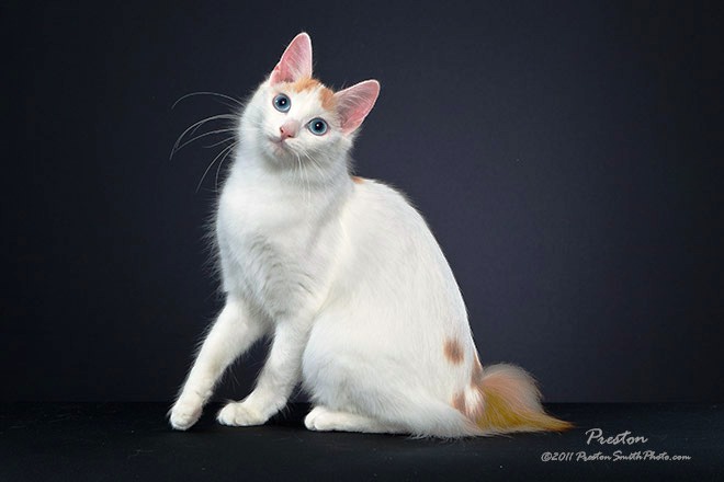 White Japanese Bobtail Cat Sitting