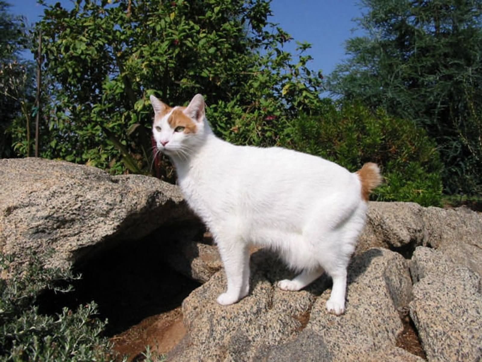 White Japanese Bobtail Cat Standing On Rocks