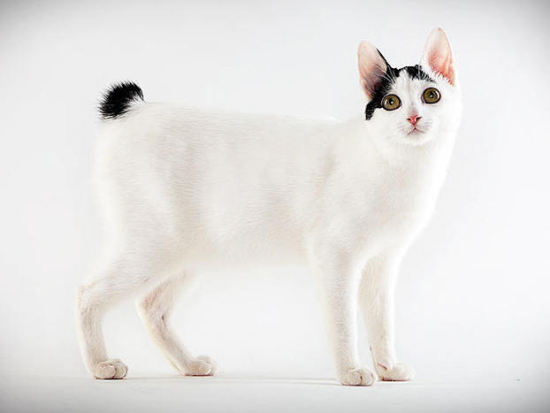 White Japanese Bobtail Cat Standing