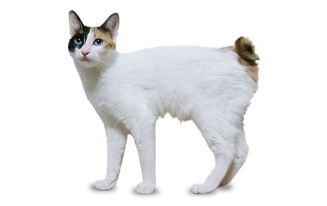 White Japanese Bobtail Cat With Black Face