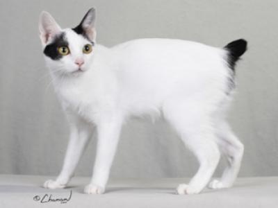 White Japanese Bobtail Cat With Black Spot On Eye Picture