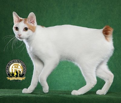 White Japanese Bobtail Cat With Orange Tail