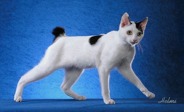 White Japanese Bobtail Cat