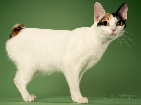 White Japanese Bobtail Kitten Image