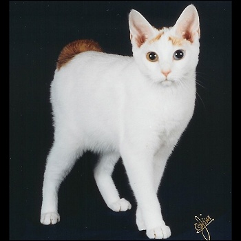 White Japanese Bobtail Kitten Picture