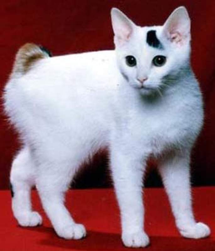 White Japanese Bobtail Kitten With Black Mark On Head