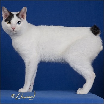 White Japanese Bobtail Standing Picture