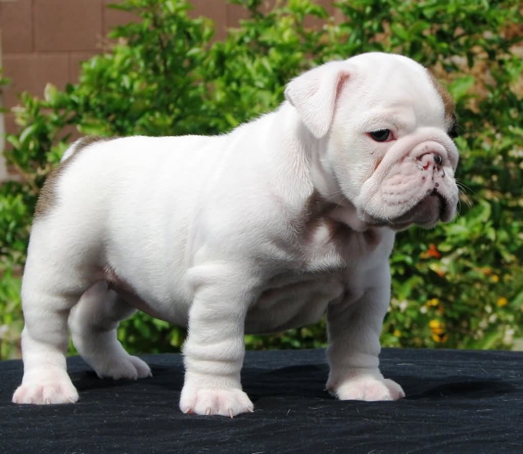 White Miniature Bulldog Puppy