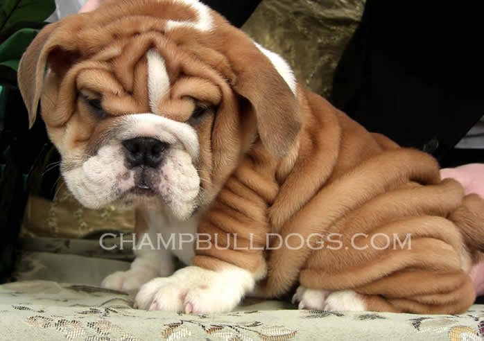 Wrinkled Bulldog Puppy