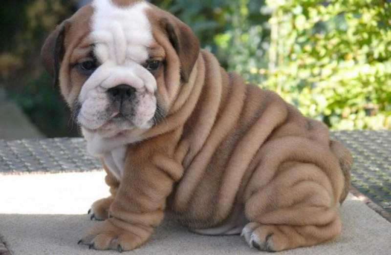 Wrinkled Cute Bulldog Puppy