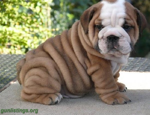Wrinkled English Bulldog Puppy