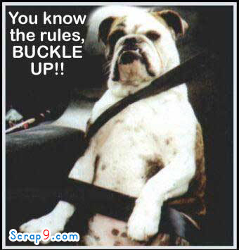 You Know The Rules Buckle Up Funny Bull Dog Greeting