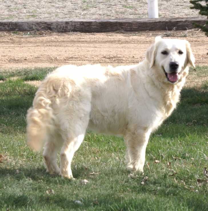 3 Year Old White Golden Retriever Dog