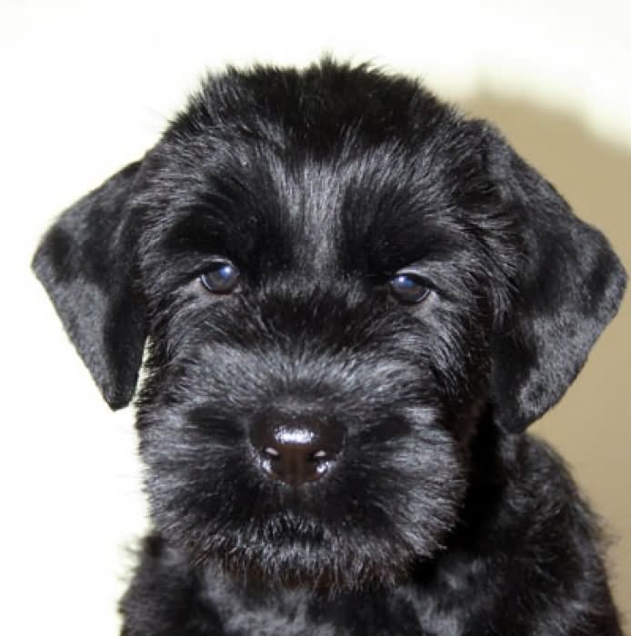 45 Days Old Black Giant Schnauzer Puppy Face