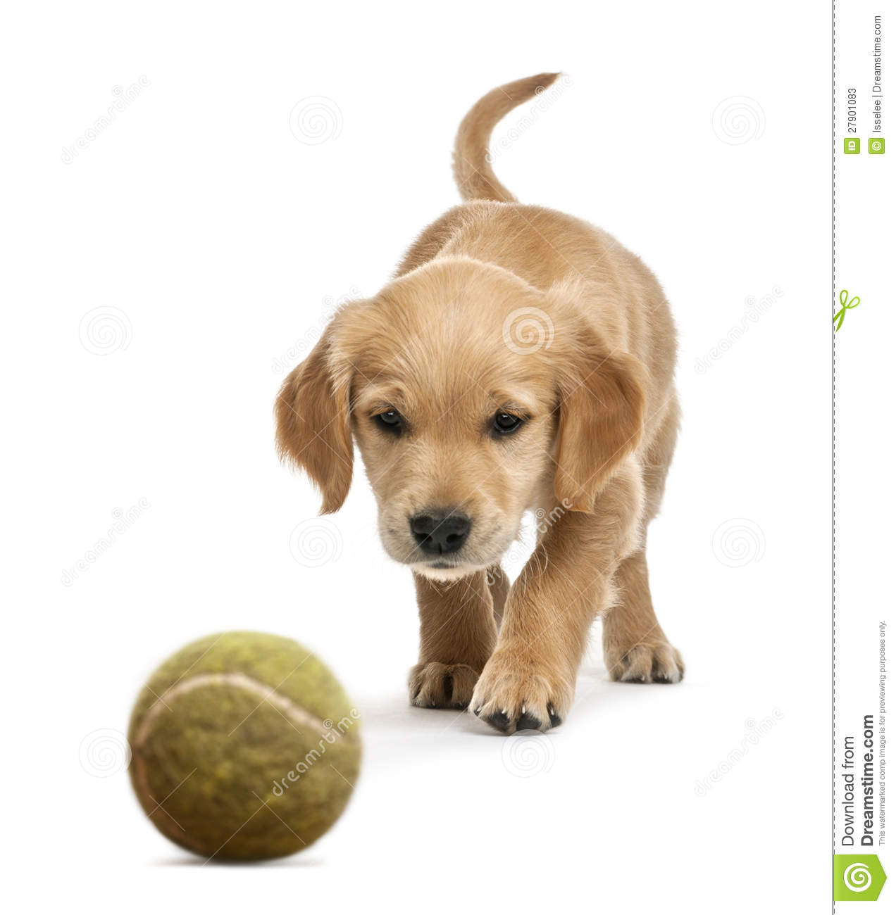 7 Weeks Golden Retriever Puppy Playing With Ball Picture