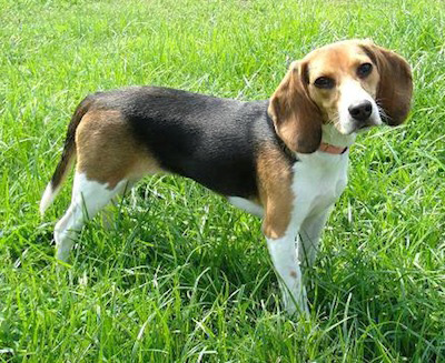 8 Months Old Beagle Dog In Garden