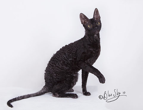 Adorable Black Cornish Rex Cat Sitting